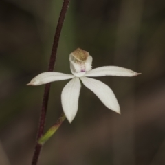 Caladenia moschata at Point 5204 - 21 Oct 2021