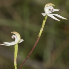 Caladenia moschata at Point 5204 - 21 Oct 2021