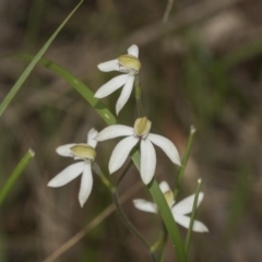 Caladenia moschata at Point 5204 - 21 Oct 2021