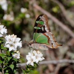 Graphium macleayanum (Macleay's Swallowtail) at Namadgi National Park - 21 Dec 2021 by DPRees125