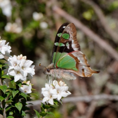 Graphium macleayanum (Macleay's Swallowtail) at Cotter River, ACT - 21 Dec 2021 by DPRees125