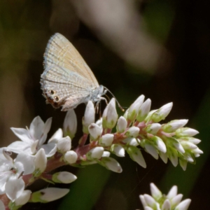 Nacaduba biocellata at Cotter River, ACT - 21 Dec 2021 12:52 PM