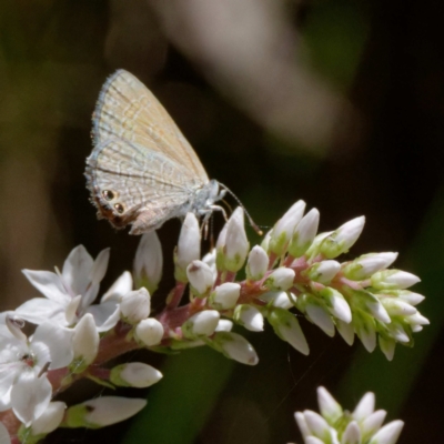 Nacaduba biocellata (Two-spotted Line-Blue) at Namadgi National Park - 21 Dec 2021 by DPRees125