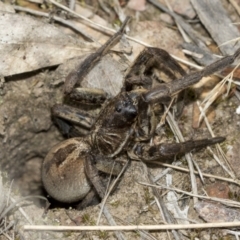 Tasmanicosa sp. (genus) (Tasmanicosa wolf spider) at Molonglo Valley, ACT - 21 Oct 2021 by AlisonMilton