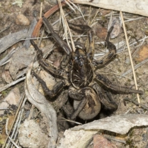 Tasmanicosa sp. (genus) at Molonglo Valley, ACT - 21 Oct 2021