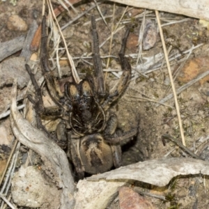 Tasmanicosa sp. (genus) at Molonglo Valley, ACT - 21 Oct 2021