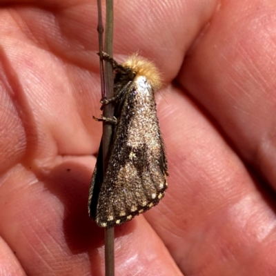 Epicoma contristis (Yellow-spotted Epicoma Moth) at QPRC LGA - 21 Dec 2021 by Wandiyali