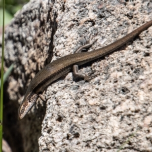 Pseudemoia entrecasteauxii at Cotter River, ACT - 17 Dec 2021