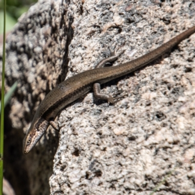 Pseudemoia entrecasteauxii (Woodland Tussock-skink) at Cotter River, ACT - 17 Dec 2021 by SWishart