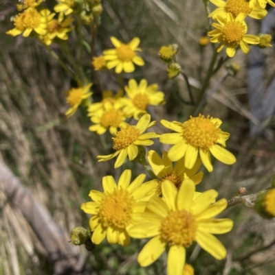 Senecio pinnatifolius var. alpinus at Kosciuszko National Park - 21 Dec 2021 by waltraud