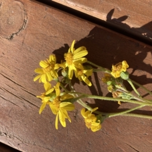 Senecio pinnatifolius var. alpinus at Adaminaby, NSW - 21 Dec 2021 12:15 PM