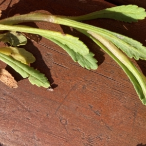 Senecio pinnatifolius var. alpinus at Adaminaby, NSW - 21 Dec 2021