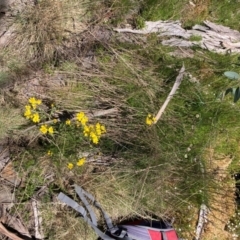 Senecio pinnatifolius var. alpinus at Adaminaby, NSW - 21 Dec 2021
