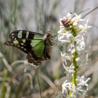 Graphium macleayanum (Macleay's Swallowtail) at Namadgi National Park - 17 Dec 2021 by SWishart