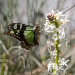 Graphium macleayanum (Macleay's Swallowtail) at Cotter River, ACT - 17 Dec 2021 by SWishart