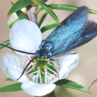 Pollanisus (genus) (A Forester Moth) at Tidbinbilla Nature Reserve - 20 Dec 2021 by Harrisi