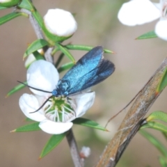 Pollanisus (genus) at Paddys River, ACT - 20 Dec 2021