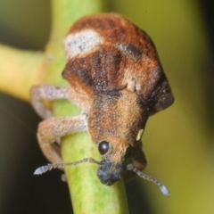 Gonipterus pulverulentus (Eucalyptus weevil) at Gibraltar Pines - 19 Dec 2021 by Harrisi