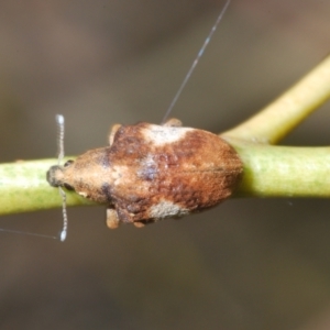 Gonipterus pulverulentus at Paddys River, ACT - 20 Dec 2021