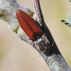 Elateridae (family) (Unidentified click beetle) at Paddys River, ACT - 20 Dec 2021 by Harrisi
