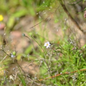 Vittadinia muelleri at Kowen, ACT - 29 Oct 2021