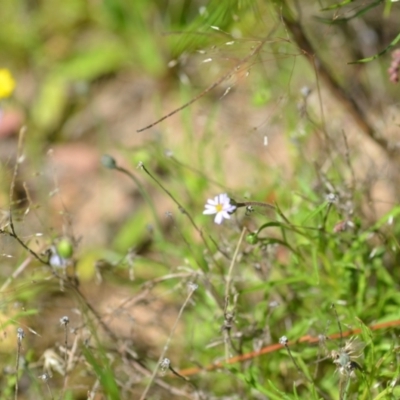 Vittadinia muelleri (Narrow-leafed New Holland Daisy) at Kowen, ACT - 29 Oct 2021 by natureguy