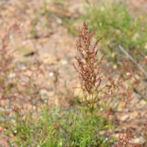 Rumex acetosella at Kowen, ACT - 29 Oct 2021