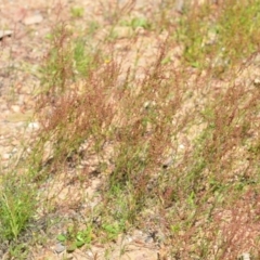 Rumex acetosella at Kowen, ACT - 29 Oct 2021