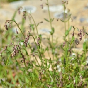 Gonocarpus tetragynus at Kowen, ACT - 29 Oct 2021