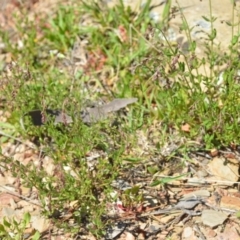 Gonocarpus tetragynus at Kowen, ACT - 29 Oct 2021