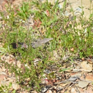 Gonocarpus tetragynus at Kowen, ACT - 29 Oct 2021 01:59 PM