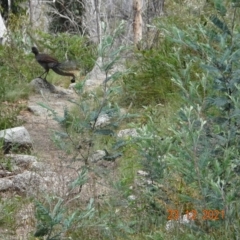 Menura novaehollandiae (Superb Lyrebird) at Namadgi National Park - 23 Dec 2021 by GirtsO