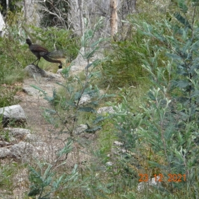 Menura novaehollandiae (Superb Lyrebird) at Tennent, ACT - 23 Dec 2021 by GirtsO