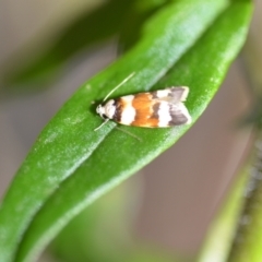 Catacometes phanozona (A Concealer moth (Wingia group)) at Wamboin, NSW - 30 Oct 2021 by natureguy