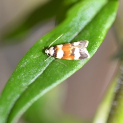 Catacometes phanozona (A Concealer moth (Wingia group)) at Wamboin, NSW - 30 Oct 2021 by natureguy