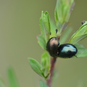 Chrysolina quadrigemina at Wamboin, NSW - 2 Nov 2021