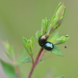 Chrysolina quadrigemina at Wamboin, NSW - 2 Nov 2021