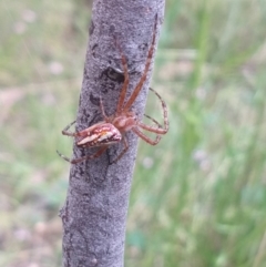 Plebs bradleyi (Enamelled spider) at Greenleigh, NSW - 23 Dec 2021 by LyndalT