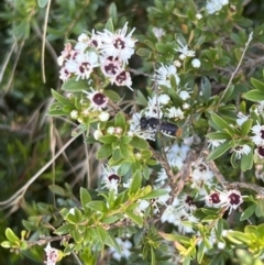 Megachile sp. (several subgenera) at Murrumbateman, NSW - 23 Dec 2021
