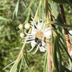 Mordellidae (family) (Unidentified pintail or tumbling flower beetle) at Murrumbateman, NSW - 23 Dec 2021 by SimoneC