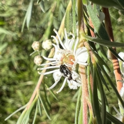 Mordellidae (family) (Unidentified pintail or tumbling flower beetle) at Murrumbateman, NSW - 23 Dec 2021 by SimoneC