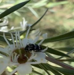 Mordellidae (family) at Murrumbateman, NSW - 23 Dec 2021 05:24 PM