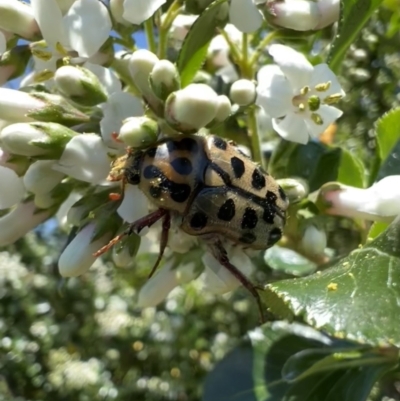 Neorrhina punctatum (Spotted flower chafer) at Murrumbateman, NSW - 23 Dec 2021 by SimoneC