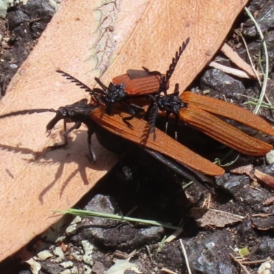 Porrostoma rhipidium (Long-nosed Lycid (Net-winged) beetle) at Point Hut to Tharwa - 23 Dec 2021 by RodDeb