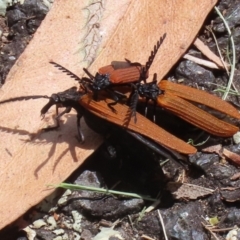 Porrostoma rhipidium (Long-nosed Lycid (Net-winged) beetle) at Gordon, ACT - 23 Dec 2021 by RodDeb