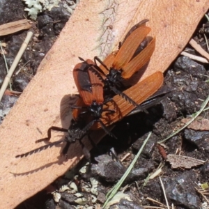 Porrostoma rhipidium at Gordon, ACT - 23 Dec 2021 02:45 PM