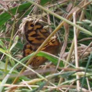 Heteronympha merope at Paddys River, ACT - 23 Dec 2021