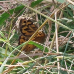 Heteronympha merope at Paddys River, ACT - 23 Dec 2021