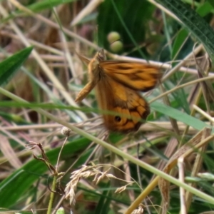 Heteronympha merope at Paddys River, ACT - 23 Dec 2021 02:16 PM