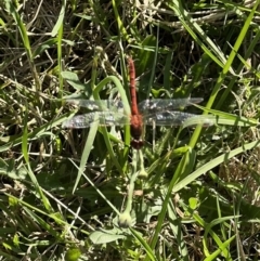 Diplacodes bipunctata (Wandering Percher) at Murrumbateman, NSW - 22 Dec 2021 by SimoneC